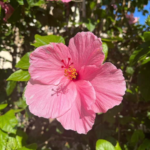 Meet your Posher, Freyja - Picture 1 of 1